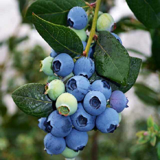 Premium Peruvian Fresh Blueberries: Wholesale Rates
